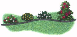 drip irrigation