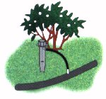drip irrigation