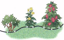 drip irrigation