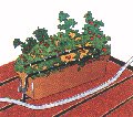 Watering Plant Boxes