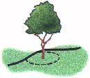 Larger Trees