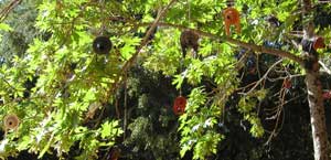 some of our customers even use flappers as decoration in trees