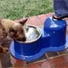 Pet drinking fountains