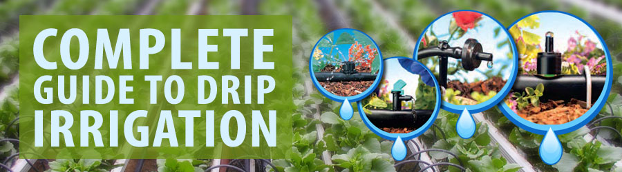 Complete Guide to Drip Irrigation