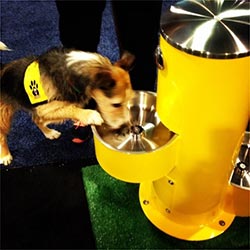 Double bowl pet fountain example