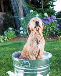 Example pet shower