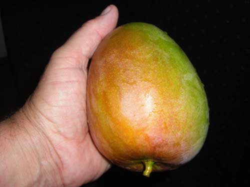 Marquesas is mango heaven